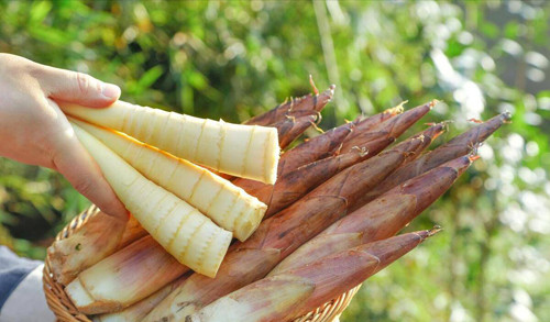 4. Măng tươi chưa luộc. Mùa hè cũng là mùa thu hoạch măng tươi. Măng tươi rất quen thuộc song không phải ai cũng biết ăn đúng cách. Cụ thể, măng tươi chưa luộc chứa nhiều cyanid có khả năng gây ngộ độc.