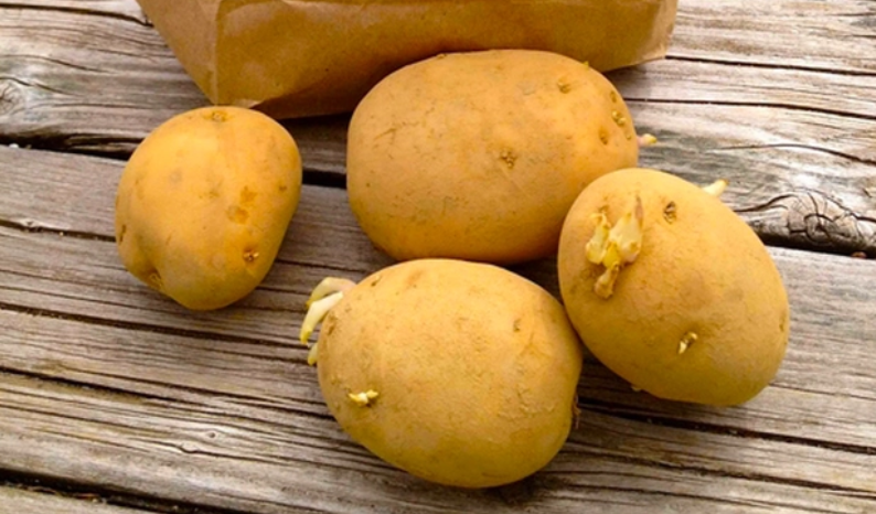 Khi đi vào cơ thể, solanine không chỉ có khả năng gây ngộ độc mà còn bám dai dẳng trong gan, làm tăng gánh nặng cho gan.