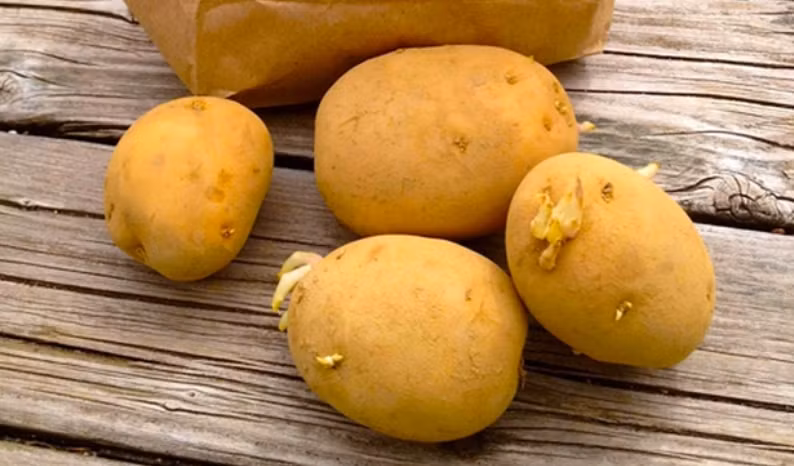 Khi đi vào cơ thể, solanine không chỉ có khả năng gây ngộ độc mà còn bám dai dẳng trong gan, làm tăng gánh nặng cho gan.