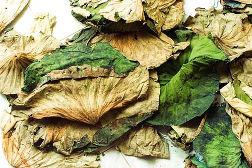 Trong khi đó, nghiên cứu của y học hiện đại cho thấy lá sen chứa nhiều chất chống oxy hóa như Tannin, Quercetin, Flavonoid và các khoáng chất. Lá sen có tác dụng hỗ trợ điều trị rối loạn lipid máu; hỗ trợ giảm tổn thương gan; ức chế hấp thu chất béo vào cơ thể; tăng tốc độ chuyển hóa và tăng tiêu hao năng lượng...