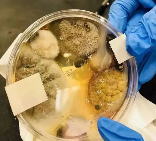 Để kiểm chứng độ bẩn của máy sấy khô, một sinh viên đại học tại Mỹ đã đặt đĩa petri (loại đĩa được làm bằng thủy tinh hoặc chất dẻo để nuôi cấy tế bào hay những cây rêu nhỏ) dưới máy sấy. Chỉ sau 3 phút, đĩa petri đựng lượng lớn vi khuẩn, với nhiều chủng khác nhau.