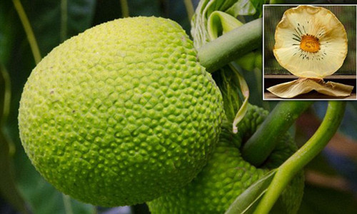 Khi đi vào cơ thể, dưỡng chất trong sake góp phần tăng cường hệ miễn dịch, cải thiện da và tóc, hỗ trợ sự phát triển của xương, cụ thể: