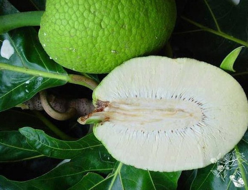 1. Cải thiện sức khỏe tim mạch. Sake giàu kali, giúp máu lưu thông trơn tru qua các động mạch, góp phần điều chỉnh nhịp tim và huyết áp. Thông thường, nồng độ cholesterol xấu trong cơ thể cao dễ dẫn đến các bệnh tim mạch như xơ vữa động mạch, đau tim, đột quỵ. Nghiên cứu chỉ ra, chất xơ trong sake góp phần giảm cholesterol. Khi đi vào cơ thể, chất xơ dễ liên kết với cholesterol, đưa chúng ra ngoài. Đồng thời, axit béo omega-3 trong sake góp phần tăng mức cholesterol tốt.