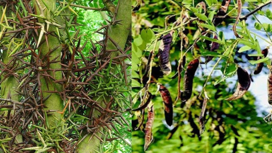 Ngoài ra, cây bồ kết còn dễ sinh ra nhiều loại bệnh và côn trùng gây hại, gây bất tiện đối với cuộc sống gia đình nên không thích hợp trồng cây trước nhà.