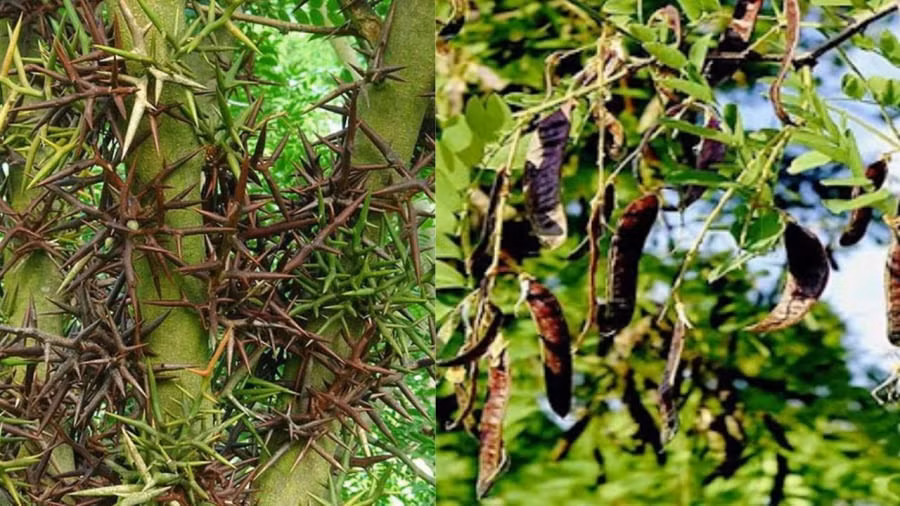 Ngoài ra, cây bồ kết còn dễ sinh ra nhiều loại bệnh và côn trùng gây hại, gây bất tiện đối với cuộc sống gia đình nên không thích hợp trồng cây trước nhà.