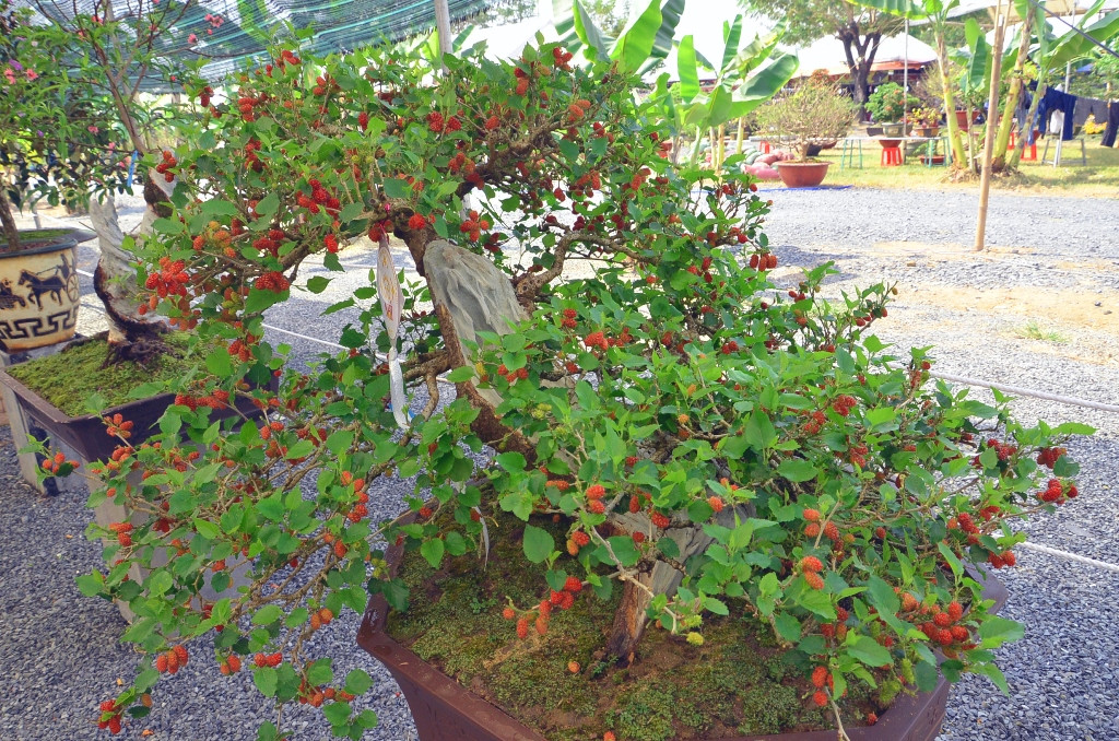 Một số loài cây cụ thể trồng trước cửa nhà có thể gây ảnh hưởng xấu đến gia đình. 5 loài cây gắn liền với vận may gia đình, sức khỏe, ý nghĩa văn hóa,… được coi là không may mắn hoặc mang lại xui xẻo nên hầu hết mọi người sẽ không trồng trước nhà. Ảnh: BSWorld