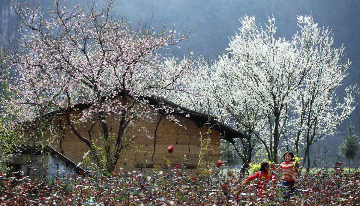 Cây lê là loại cây ăn quả rất được ưa chuộng nhưng chỉ được trồng ở những mảnh vườn nhàn rỗi hoặc trên nương rẫy trên núi. Ảnh: Phượt HG