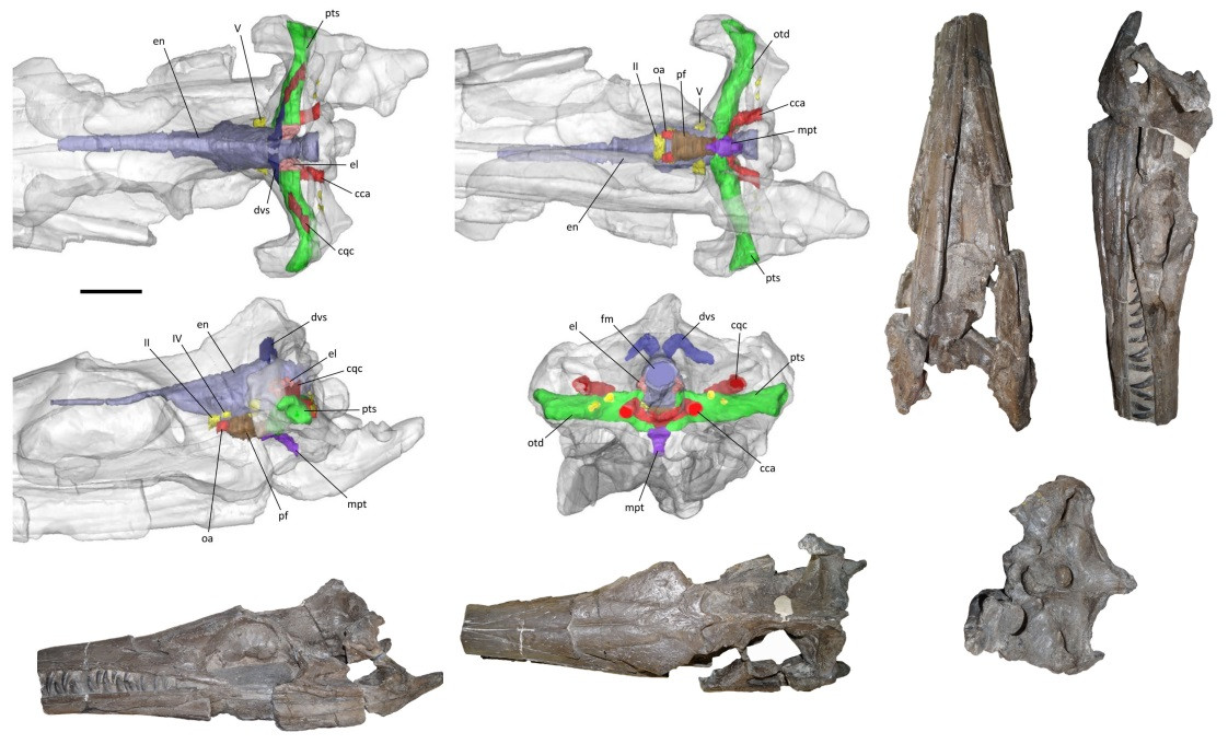 Cá sấu biển 135 triệu tuổi hé lộ cuộc sống ở kỷ Phấn trắng - Hình 2 Ca sau bien 135 trieu tuoi he lo cuoc song o ky Phan trang-Hinh-2