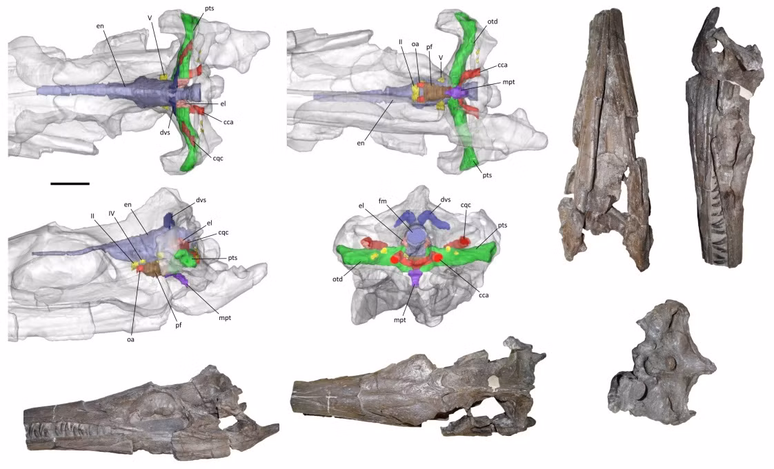 Cá sấu biển 135 triệu tuổi hé lộ cuộc sống ở kỷ Phấn trắng - Hình 2 Ca sau bien 135 trieu tuoi he lo cuoc song o ky Phan trang-Hinh-2