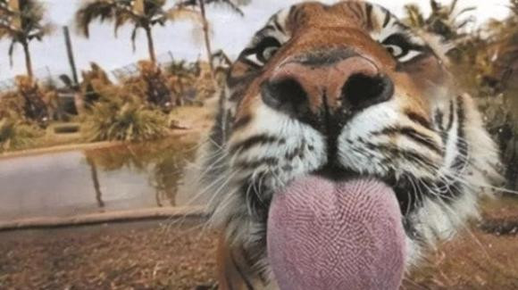 Những ngạnh đáng sợ trên lưỡi hổ thực chất là vũ khí giấu kín của chúng. Khi hổ giết chết con mồi và bắt đầu thưởng thức bữa ăn, một phần thịt chắc chắn sẽ mắc vào xương con mồi, khi đó lưỡi của hổ có chức năng cạo thịt ra khỏi xương. Ảnh: Seaworld 