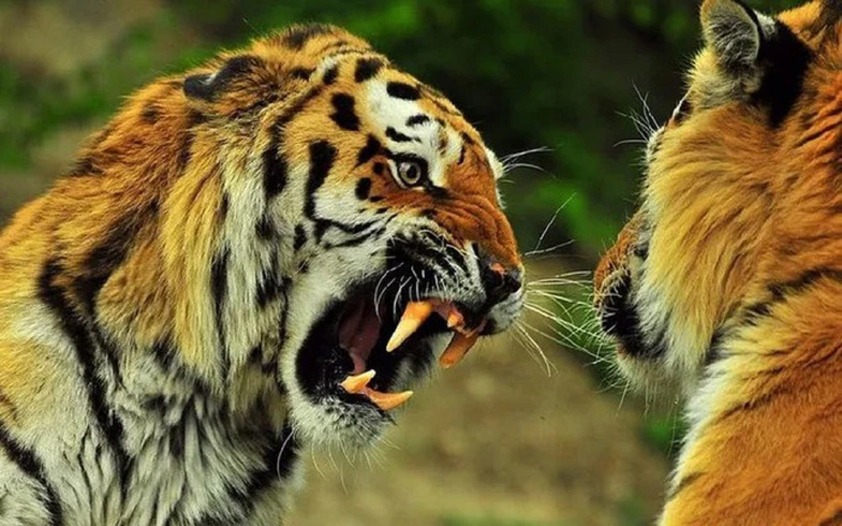 Tổng thể, loài hổ nhanh nhẹn, với cơ thể linh hoạt được thiết kế để chạy, nhảy và leo trèo. Chi trước cơ bắp, móng vuốt có thể thu vào, hàm khỏe, răng sắc nhọn và giác quan nhạy bén khiến chúng trở thành những thợ săn đáng kinh ngạc trong thế giới hoang dã. Ảnh Wildworld