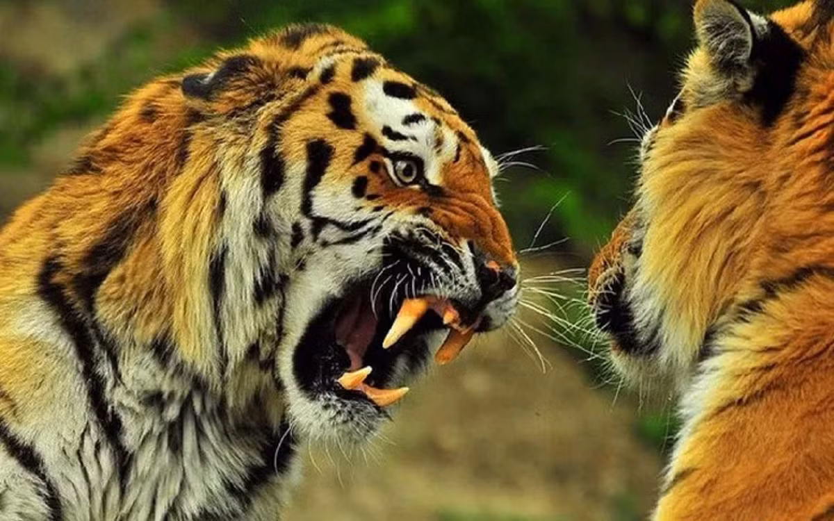 Tổng thể, loài hổ nhanh nhẹn, với cơ thể linh hoạt được thiết kế để chạy, nhảy và leo trèo. Chi trước cơ bắp, móng vuốt có thể thu vào, hàm khỏe, răng sắc nhọn và giác quan nhạy bén khiến chúng trở thành những thợ săn đáng kinh ngạc trong thế giới hoang dã. Ảnh Wildworld