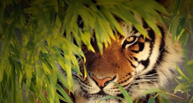 Nói chung, lưỡi của hổ là một sự tồn tại đáng sợ. Nhờ chiếc lưỡi đặc biệt này mà chúng tiêu thụ lượng protein rất lớn, từ đó giúp chúng trở thành một trong những sinh vật mạnh mẽ nhất Trái đất, là "Chúa tể rừng xanh" đúng nghĩa. Ảnh: Sandiegozoo