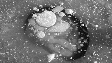 Có thể thấy rằng trong môi trường lạnh và không có oxy, virus hoặc vi khuẩn có thể đi vào trạng thái không hoạt động và đợi đến khi gặp điều kiện thích hợp ở thế giới bên ngoài, chúng mới có thể thức dậy và có thể tồn tại truyền nhiễm. Ảnh: Science Dailly