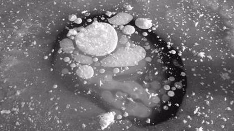 Có thể thấy rằng trong môi trường lạnh và không có oxy, virus hoặc vi khuẩn có thể đi vào trạng thái không hoạt động và đợi đến khi gặp điều kiện thích hợp ở thế giới bên ngoài, chúng mới có thể thức dậy và có thể tồn tại truyền nhiễm. Ảnh: Science Dailly