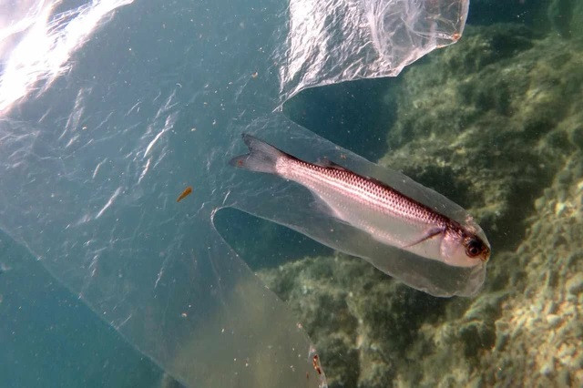 Theo thống kê được Bright Side đưa ra, mỗi năm con người để lại gần 640.000 tấn lưới đánh cá trong đại dương và mỗi chiếc lưới mất khoảng 600 năm để phân hủy. Nguồn: Bright Side