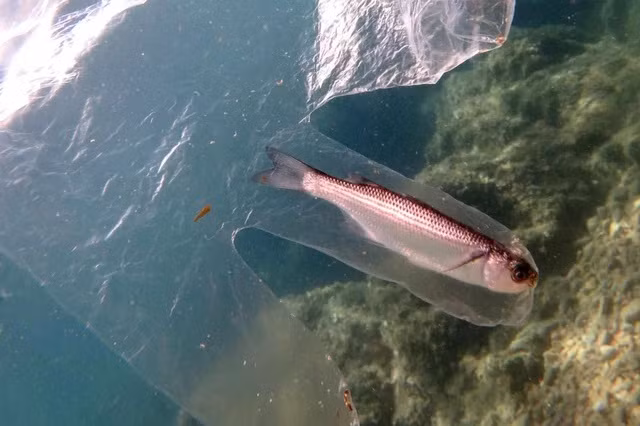 Theo thống kê được Bright Side đưa ra, mỗi năm con người để lại gần 640.000 tấn lưới đánh cá trong đại dương và mỗi chiếc lưới mất khoảng 600 năm để phân hủy. Nguồn: Bright Side