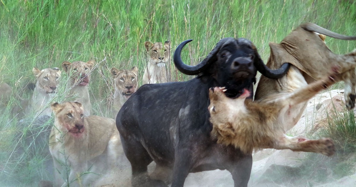 Ngoài sư tử và cá sấu sông Nile, trâu rừng Châu Phi không có kẻ thù tự nhiên nào khác. Nếu không cẩn thận chọc giận đàn trâu rừng thì hầu như con người không có cơ may sống sót. Người châu Phi còn đặt cho nó biệt danh là "Kẻ tạo ra góa phụ".