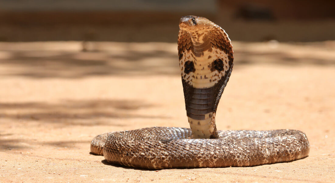 Top 2 - Rắn. Sát thủ không chân này gây ra hơn 50 nghìn vụ tử vong mỗi năm. Trên thế giới có khoảng 700 loại rắn độc, trong đó có đến hơn 200 loài có nọc độc rất mạnh. Ở đây có nghĩa là bạn sẽ chết ngay sau vài giây hoặc vài phút với chỉ một phát cắn.