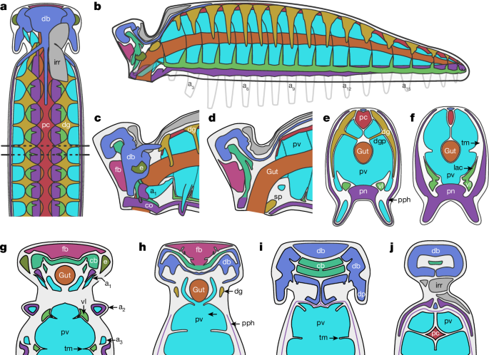 Sự bảo tồn đặc biệt này cho phép các nhà nghiên cứu quan sát được nhiều hơn về giải phẫu của một loài chân đốt thời kỳ đầu so với bình thường. Những bộ não đặc biệt này cho thấy các sinh vật có thể áp dụng nhiều lối sống khác nhau, bao gồm cả việc trở thành những kẻ săn mồi tinh vi. Ảnh: Smith Lab