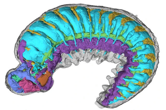Không biết làm thế nào mà loài động vật này lại trở thành một hóa thạch đặc biệt như vậy, có thể tại một thời điểm nào đó ngay sau khi chết, các mô mềm của nó đã được thay thế bằng phosphate và được bảo quản trong đá. Ảnh Smith Lab.