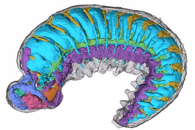 Không biết làm thế nào mà loài động vật này lại trở thành một hóa thạch đặc biệt như vậy, có thể tại một thời điểm nào đó ngay sau khi chết, các mô mềm của nó đã được thay thế bằng phosphate và được bảo quản trong đá. Ảnh Smith Lab.