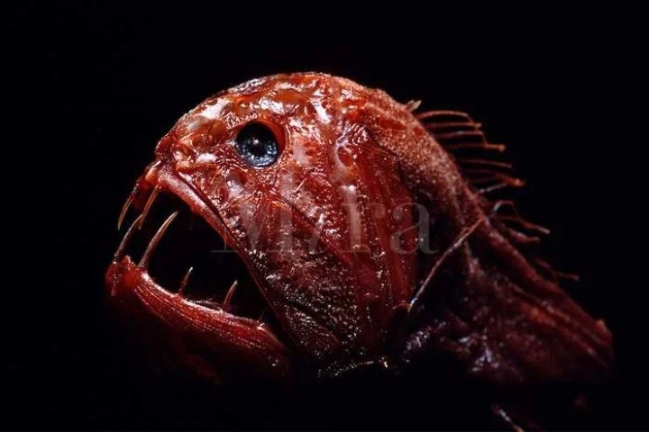  Mặc dù có kích thước nhỏ nhưng khẩu vị khổng lồ. Chúng thường tấn công con vật to hơn nó và từ từ nhấm nháp nhờ bộ răng dài, sắc nhọn và có độc.