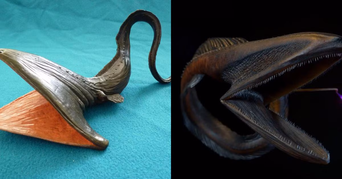  Một số loài có thể phát triển đến 2m, nhờ cái miệng lớn đến siêu dị, chúng có thể nuốt con mồi to hơn cơ thể chúng. Hiện giới khoa học phát hiện được tới 28 loài cá rắn khổng lồ này.