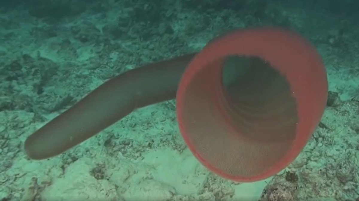  Chúng hoàn toàn có thể sống riêng nhưng thích tập hợp lại và phân công nhiệm vụ cho nhau. Chúng sinh sản, tạo ra các bản sao chính xác của bản thân mình. Khi kết hợp lại chúng có hình ống, có thể dài như một con cá voi và ăn các sinh vật phù du trôi nổi trong đại dương.