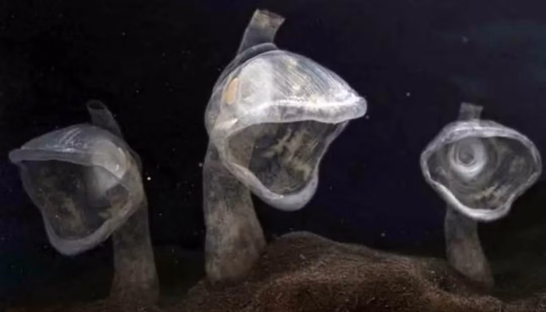  Loài Tunique, một phiên bản dưới đáy sâu đại dương của cây bẫy ruồi venus. Có tới hơn 1000 loài Tuinique khác nhau tồn tại đã được phát hiện.