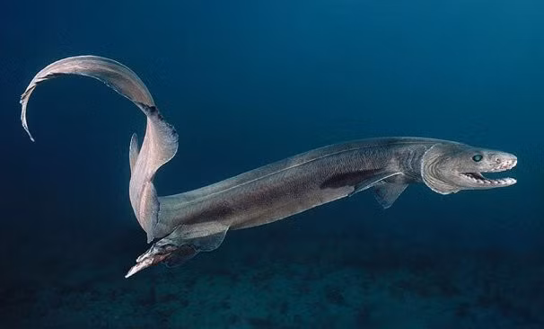  Cá mập có mào, giống hệt các quái vật trong phim kinh dị, sống dưới sâu thẳm của Đại Tây Dương và Thái Bình dương. Chúng có chiều dài khoảng 2m và săn mồi như một con rắn uốn lượn để phóng tới.