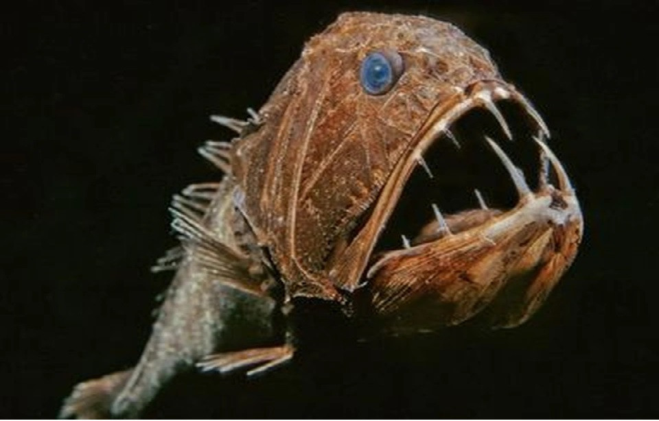  Một con quái vật khủng khiếp khác đó là cá răng nanh săn mồi. Trong ánh sáng yếu ớt dưới đáy đại dương, nó trông cực kỳ quỷ dị.