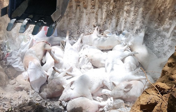 Dịch tả lợn Châu Phi gia tăng tại Quảng Ngãi, dân lo lắng Dich ta lon Chau Phi gia tang tai Quang Ngai, dan lo lang