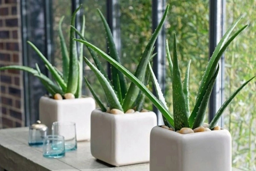 Cây nha đam (lô hội) tên khoa học là Aloe vera, ít ai biết rằng, loài cây này còn có tác dụng thanh lọc không khí, loại bỏ formaldehyde và benzene, giúp không gian sống trở nên trong lành hơn. Cây nha đam thuộc mệnh Mộc tượng trưng cho sự may mắn, thịnh vượng, mang đến vượng khí cho gia chủ. Khi cây nha đam nở hoa có nghĩa là gia đình có chuyện vui, công việc phát triển đạt được những thành quả xứng đáng. Ảnh: Pito