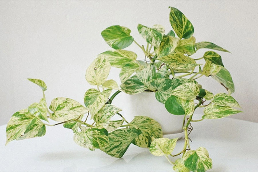 Trong phong thủy, trầu bà là “cây tiền tài”, giúp mọi chuyện hanh thông, dễ dàng, thuận lợi. Hình ảnh trầu bà cũng được cho là có thể tránh vận xui và đem đến nhiều may mắn trong cuộc sống. Niềm tin này đã được nhiều người tin tưởng, do đó, trầu bà thường xuất hiện trong nhiều ngôi nhà, bàn làm việc và cả văn phòng công ty. Ảnh: Pito 