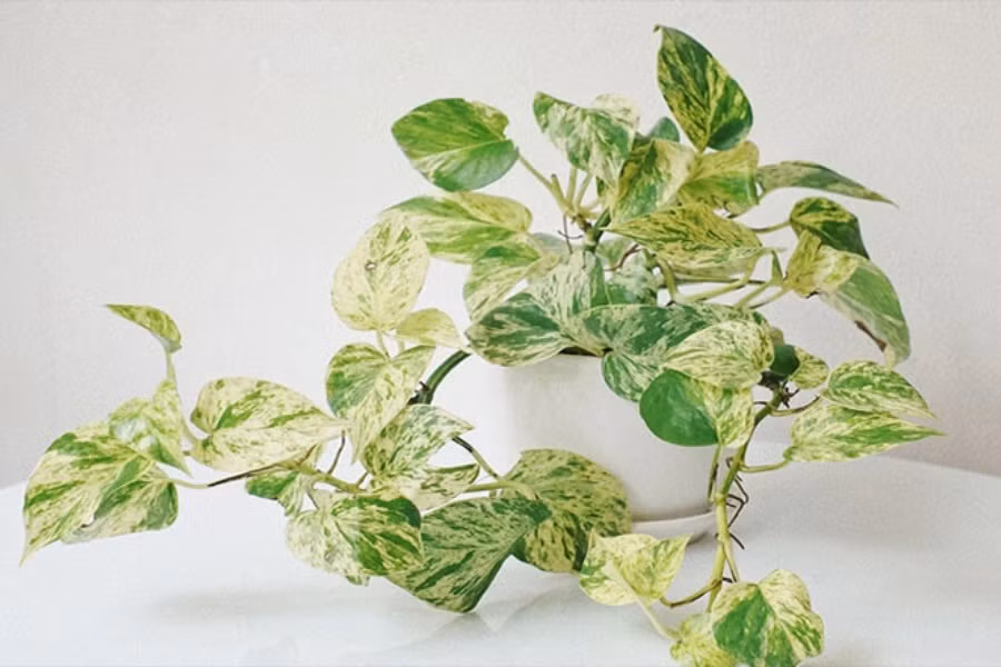 Trong phong thủy, trầu bà là “cây tiền tài”, giúp mọi chuyện hanh thông, dễ dàng, thuận lợi. Hình ảnh trầu bà cũng được cho là có thể tránh vận xui và đem đến nhiều may mắn trong cuộc sống. Niềm tin này đã được nhiều người tin tưởng, do đó, trầu bà thường xuất hiện trong nhiều ngôi nhà, bàn làm việc và cả văn phòng công ty. Ảnh: Pito 