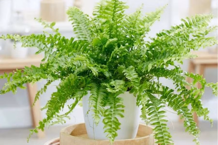 Với đặc tính ưa ẩm ướt và cần ít ánh sáng, dương xỉ thích hợp trồng trong không gian văn phòng. Đây được coi là một trong những "máy lọc không khí" hiệu quả, hoạt động tốt trong việc loại bỏ formaldehyde (hợp chất hữu cơ, ở điều kiện bình thường đây là chất khí có mùi hăng mạnh), thủy ngân và asen (thạch tín) trong không khí. Ảnh: Pito 