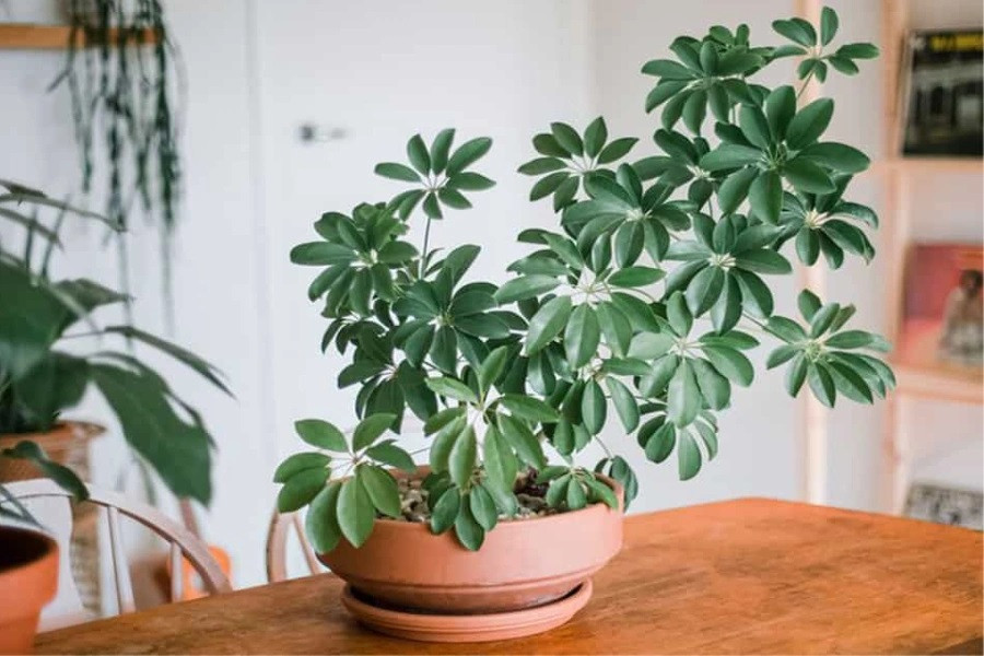 Cây ngũ gia bì trong phong thủy có ý nghĩa giúp gia chủ phát triển vững mạnh, ổn định tài vận, giữ được tiền tài. Trong ngũ hành tương sinh, cây ngũ gia bì là cây của người mệnh Mộc, tương sinh cho mệnh Mộc. Những người mệnh Mộc trồng một chậu cây ngũ gia bì sẽ có được nhiều tài khí và may mắn. Ảnh: Pito 