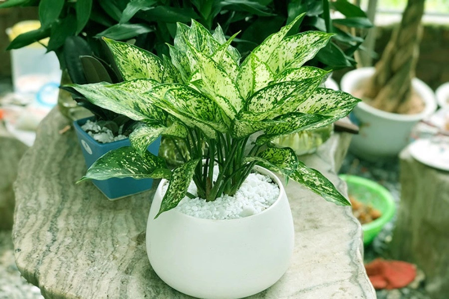 Lá cây Ngọc ngân có khả năng hút các chất độc hại phát ra từ thiết bị điện tử, khói thuốc lá, giữ ẩm cho không gian phòng, nhất là với những không gian sử dụng máy điều hòa liên tục. Theo phong thủy, ngọc ngân được mệnh danh là cây tài lộc mang đến tiền tài, may mắn và thịnh vượng cho chủ nhân. Người ta tin rằng có cây ngọc ngân trong nhà hay phòng làm việc sẽ thì may mắn sẽ mỉm cười cùng tài lộc hưng vượng. Ảnh: Pito Ế