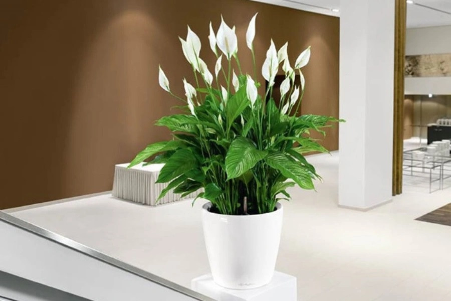 Theo nghiên cứu của NASA, lan ý được công nhận là một trong số 20 loại cây có khả năng thanh lọc không khí tốt nhất. Lan ý có công dụng làm giảm lượng khí xylene, formaldehyde từ động cơ xe và các loại sơn trong nhà. Đặc biệt, lan ý trồng trong văn phòng, giúp lọc khí amoniac từ khói thuốc lá, linh kiện điện tử cùng các hoạt chất có khả năng gây nên tình trạng ung thư phổi. Ảnh: Pito 