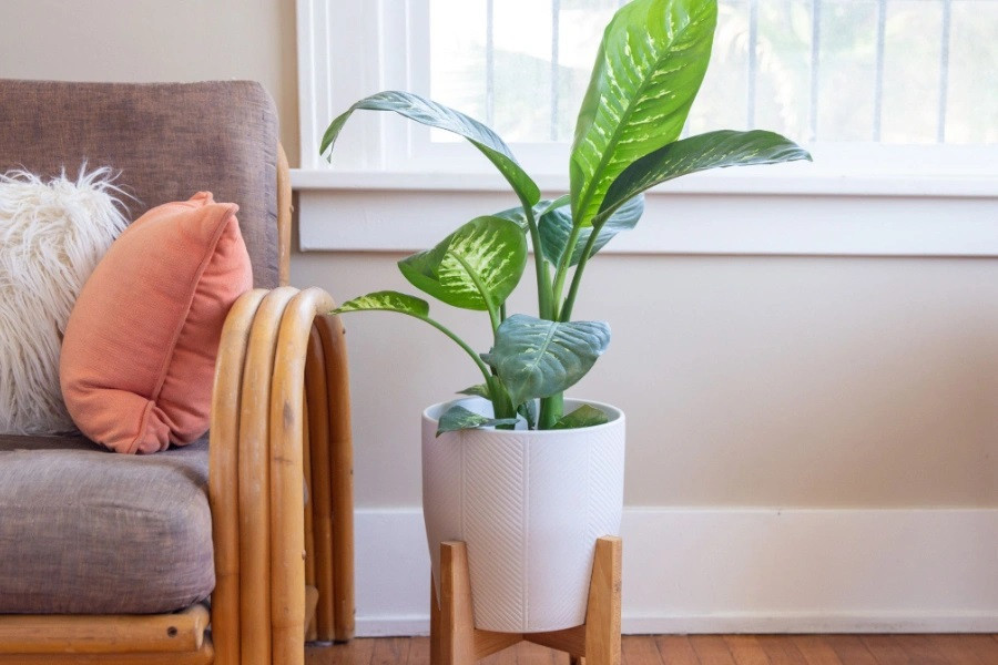 Vạn niên thanh không đơn thuần là một loại cây cảnh mà chúng được ví như một cỗ máy lọc không khí, hấp thụ khí độc trong môi trường, bức xạ từ các thiết bị điện tử như máy tính, điện thoại... Ngoài ra, nhiều nghiên cứu khoa học đã chứng minh rằng giống cây này còn có tác dụng chữa bệnh, giúp thanh nhiệt, lợi tiểu, cầm máu hay thậm chí còn giúp kiểm soát sự lây lan và phát triển của các tế bào ung thư, chữa bệnh bạch cầu. Ảnh: Pito 