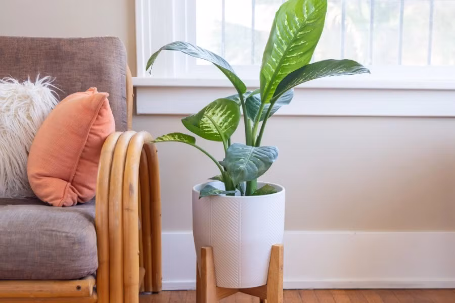 Vạn niên thanh không đơn thuần là một loại cây cảnh mà chúng được ví như một cỗ máy lọc không khí, hấp thụ khí độc trong môi trường, bức xạ từ các thiết bị điện tử như máy tính, điện thoại... Ngoài ra, nhiều nghiên cứu khoa học đã chứng minh rằng giống cây này còn có tác dụng chữa bệnh, giúp thanh nhiệt, lợi tiểu, cầm máu hay thậm chí còn giúp kiểm soát sự lây lan và phát triển của các tế bào ung thư, chữa bệnh bạch cầu. Ảnh: Pito 