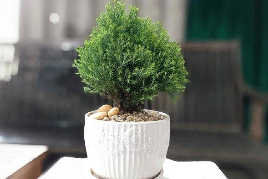 Về mặt tâm linh, cây tuyết tùng có thể xua đuổi ma quỷ, ám khí xấu. Biểu tượng cây tuyết tùng thường xuất hiện trên những đồ vật gốm sứ, tượng trưng cho những điều may mắn, tài lộc, sức khỏe, giữ tiền giữ của cho người sở hữu nó. Ngoài ra, người xưa còn quan niệm rằng nếu trong giấc mơ có sự xuất hiện cây tuyết tùng thì bạn sẽ có những ý tưởng mới, dễ dàng thành công trong công việc hơn. Ảnh: Pito 