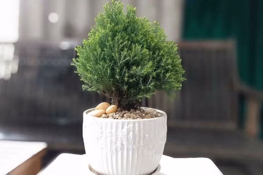 Về mặt tâm linh, cây tuyết tùng có thể xua đuổi ma quỷ, ám khí xấu. Biểu tượng cây tuyết tùng thường xuất hiện trên những đồ vật gốm sứ, tượng trưng cho những điều may mắn, tài lộc, sức khỏe, giữ tiền giữ của cho người sở hữu nó. Ngoài ra, người xưa còn quan niệm rằng nếu trong giấc mơ có sự xuất hiện cây tuyết tùng thì bạn sẽ có những ý tưởng mới, dễ dàng thành công trong công việc hơn. Ảnh: Pito 