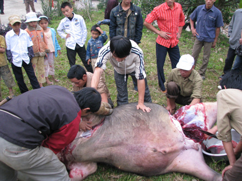 Nhung vu ngo doc thit trau khien hang loat nguoi nhap vien