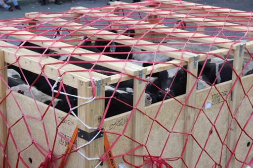 28 chuyen bay dac biet cua Vinamilk-Hinh-2