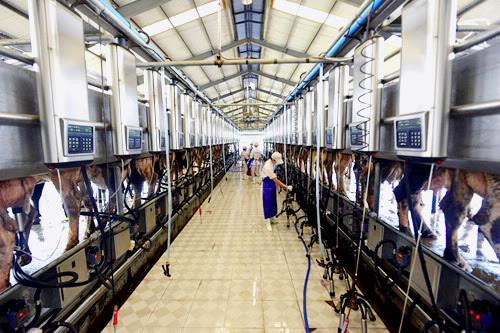 28 chuyen bay dac biet cua Vinamilk-Hinh-3