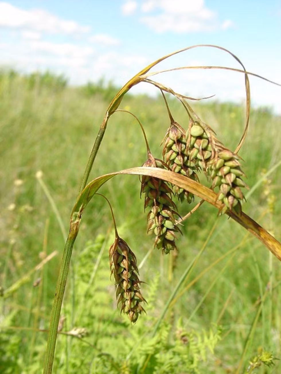 Giáo sư Luo Tianxiang ở Học viện Khoa học Trung Quốc cho biết cây dự báo thời tiết là loài cỏ dại mọc trên núi cao ở Tây Tạng. Nó giống như có một hệ thống dự báo thời tiết tinh vi. Cụ thể, trước khi gió mùa Ấn Độ tràn về, lá cây cỏ dại này sẽ cụp xuống.