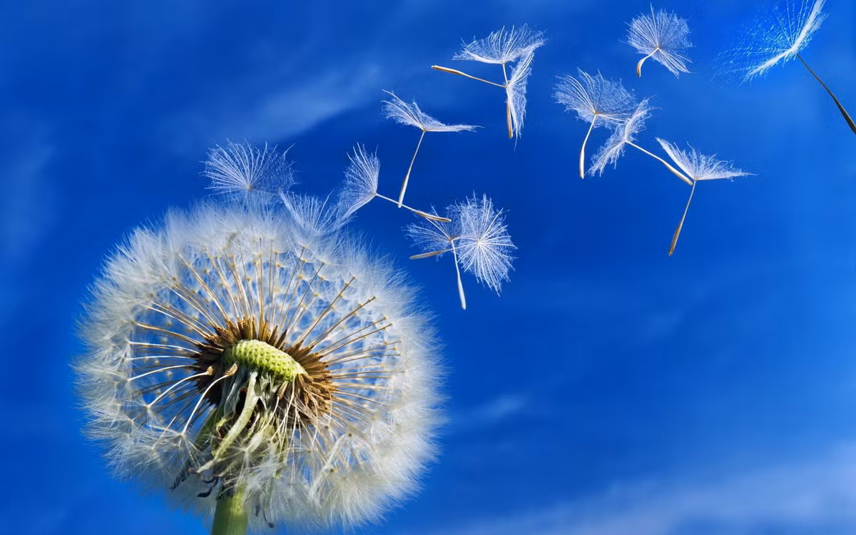 Hạt bồ công anh có thể bị cuốn đi bởi những cơn gió. Tuy nhiên, hoa của nó sẽ tự cụp vào trước những cơn mưa.