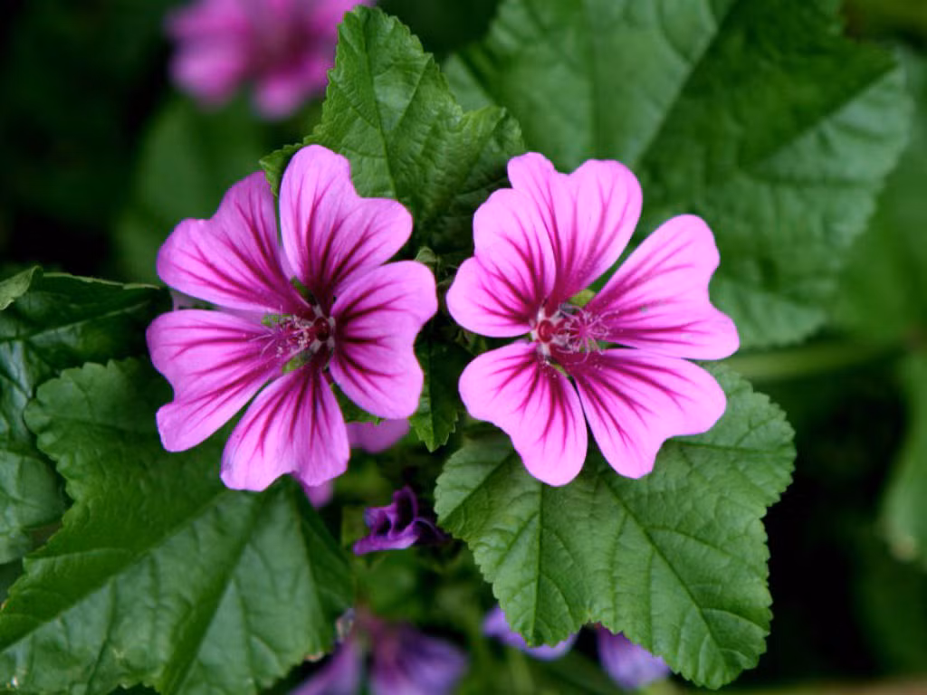 Những cánh hoa cẩm quỳ có dấu hiệu cụp xuống phía dưới khi trời sắp mưa.